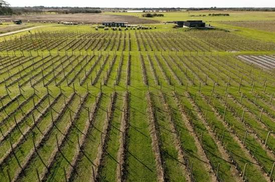Viñedos de Bodega Gamboa vistos desde el aire